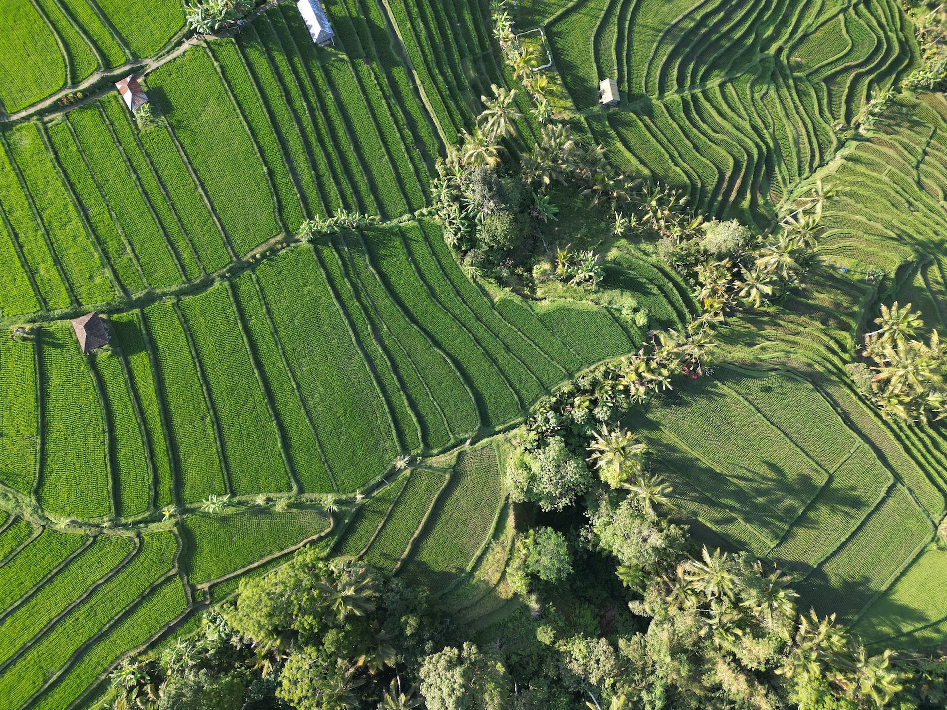 Les rizières de Jatiluwih