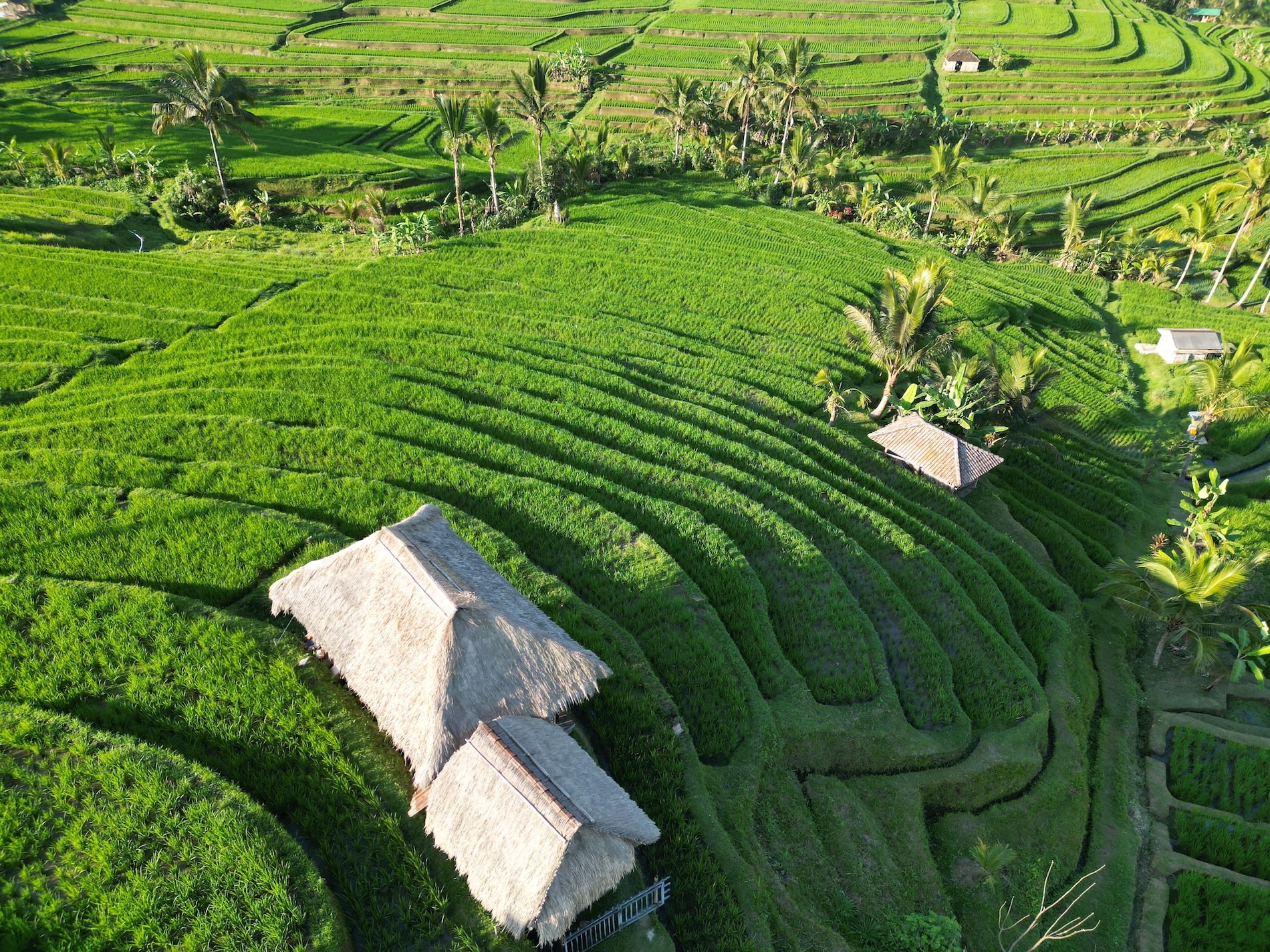 Les rizières de Jatiluwih
